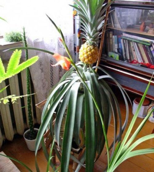 Ananas kotona