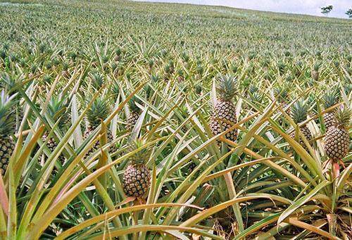 Ananas-kenttä