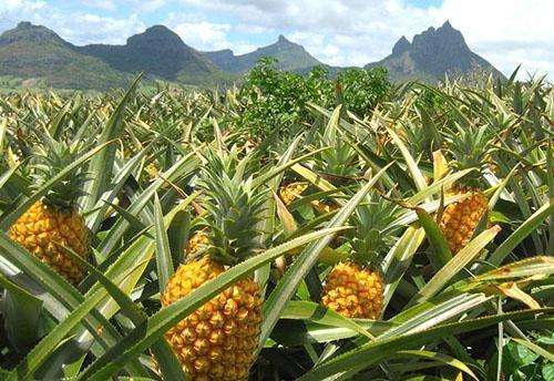 Ananas-istutus