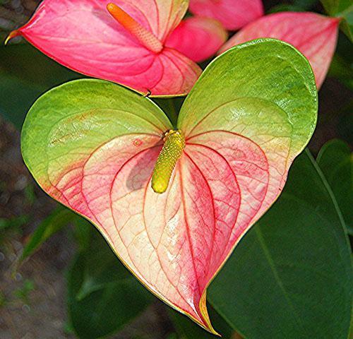 Anthurium Andre vaaleanpunaisella kukinnolla