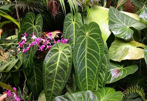 Anthurium ei pidä äkillisistä lämpötilan muutoksista, vedosta ja kylmästä tuulesta