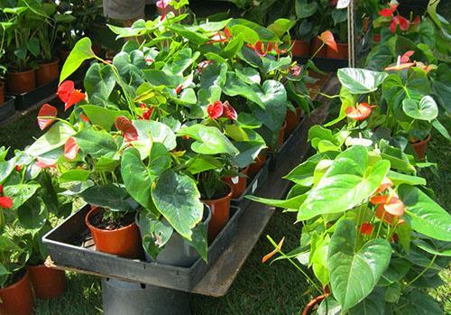 Anthurium ei siedä suoraa auringonvaloa