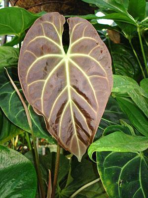 Anthurium tarvitsee apua
