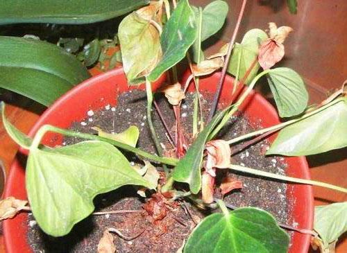 Anthurium on pelastettava