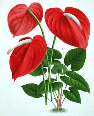 Anthurium kuuluu aroidiperheeseen