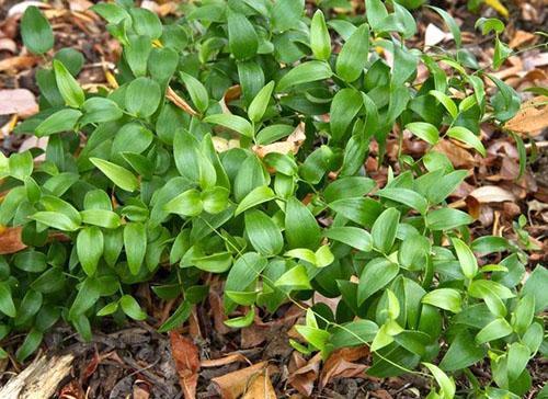 Parsa-parsa (A. Asparagoides)