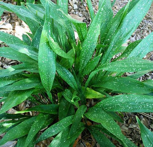 Aspidistra Linnunrata
