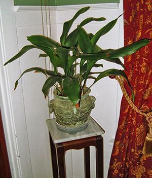 Aspidistra kotona