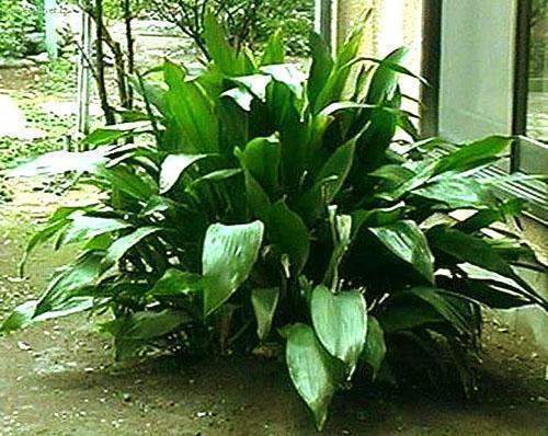 Aspidistra kotona