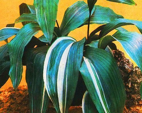 Aspidistra-huone talossa