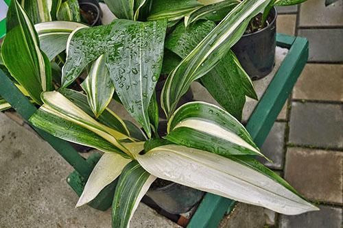Aspidistra rakastaa suihkua