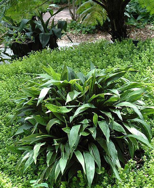 Aspidistra maisemasuunnittelussa