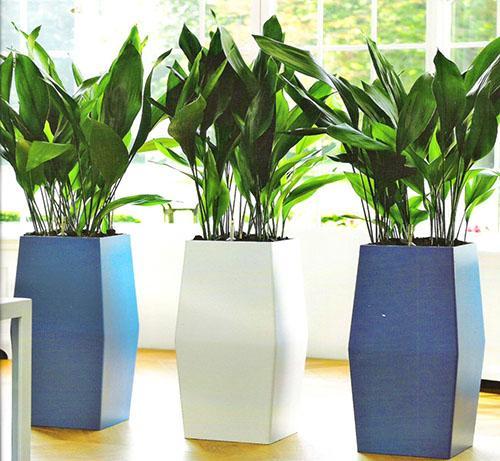 Aspidistra julkisella alueella