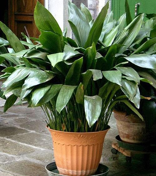 Aspidistra elatior, pitkä tai leveälehtinen (A. elatior)