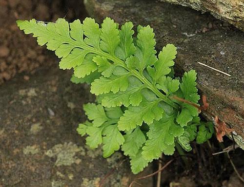 Aspleniummusta (A. adiantum-nigrum)