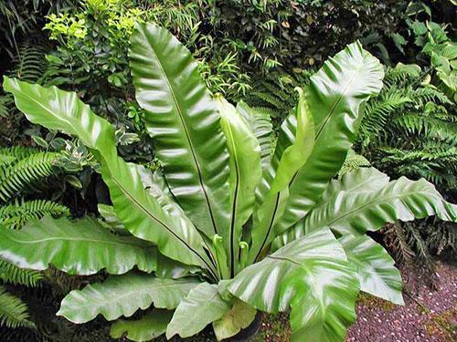 Asplenium-pesä (A. nidus)