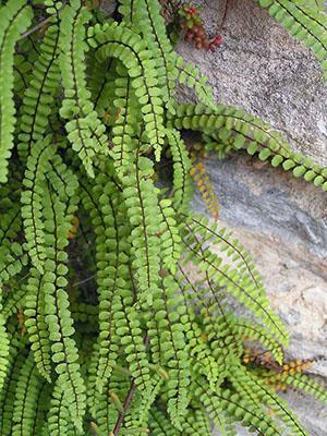 Asplenium Irlannin meren rannalla