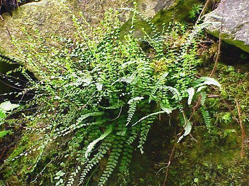Asplenium kasvaa kivillä, muureilla ja kivisellä maaperällä