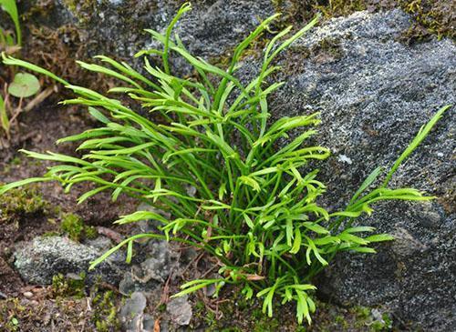 Asplenium pohjoinen tai haarautunut (A. septentrionale)