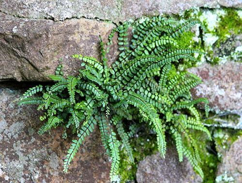 Asplenium kivien joukossa
