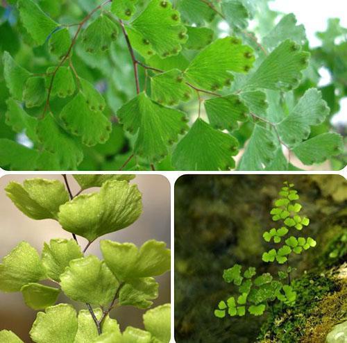 Neitsytkarvan kasvullisten elinten rakenteen biologiset piirteet