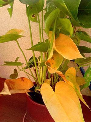 Anthurium on sairas