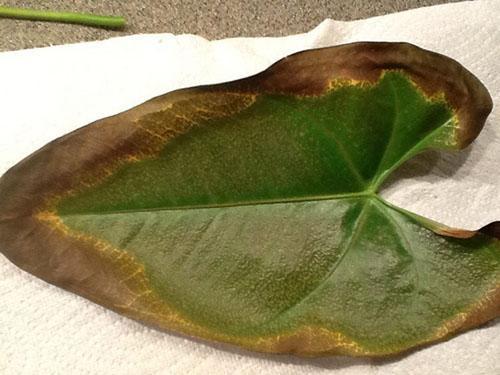 Anthurium - frunzele pete uscate, maronii, galbene, ce s faci, video