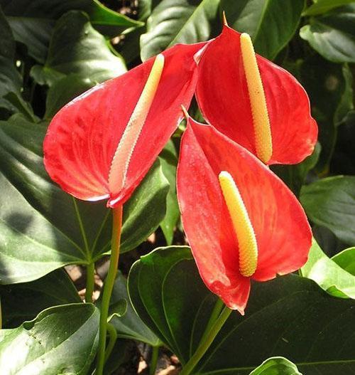 Noudata hoitosääntöjä, jotta anthurium ei menetä koristeellisia vaikutuksiaan