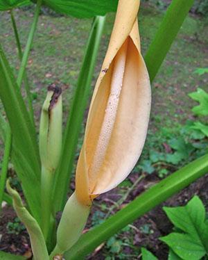 Alokasia kukkii