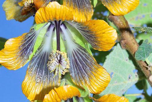 Yhden tyyppisen abutilonin kukinta