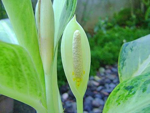 Aglaonema kukkii