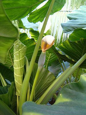 Alocasia kukkii kotona
