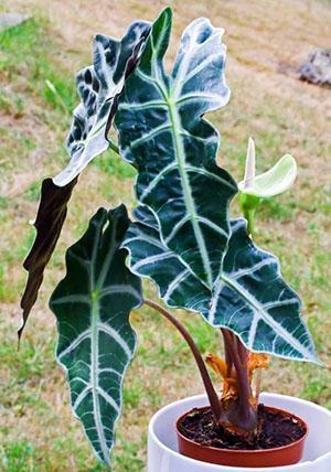 Alocasia Amazon kukkii