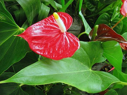 Anthurium kukkii