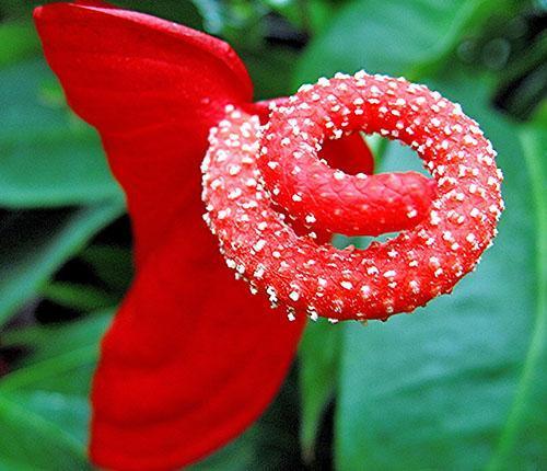 Anthurium-kukka