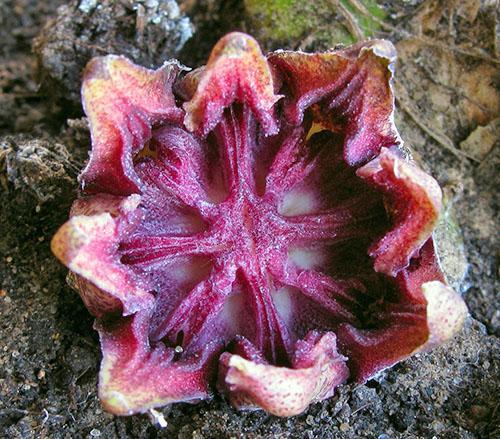 Aspidistra kukka