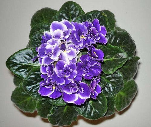 Kukinta terve violetti