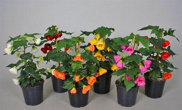 Koristekasvi abutilon
