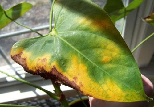 Anthurium - diseases of leaves and roots at home, photo, video