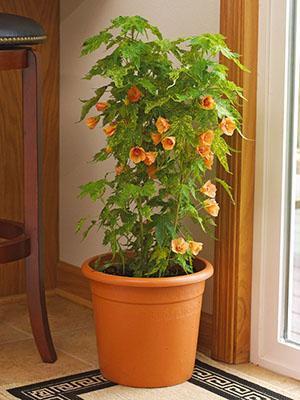 Koti kukka abutilon