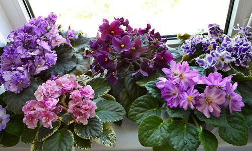 Eri lajikkeiden violetit