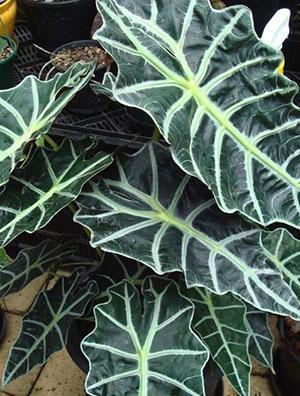 Hybridi Alocasia Amazonica