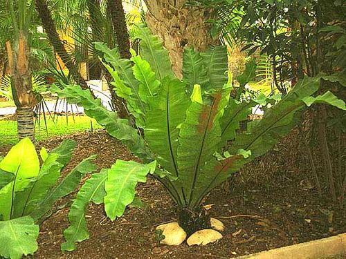 Sisäkkäin asplenium maisemassa