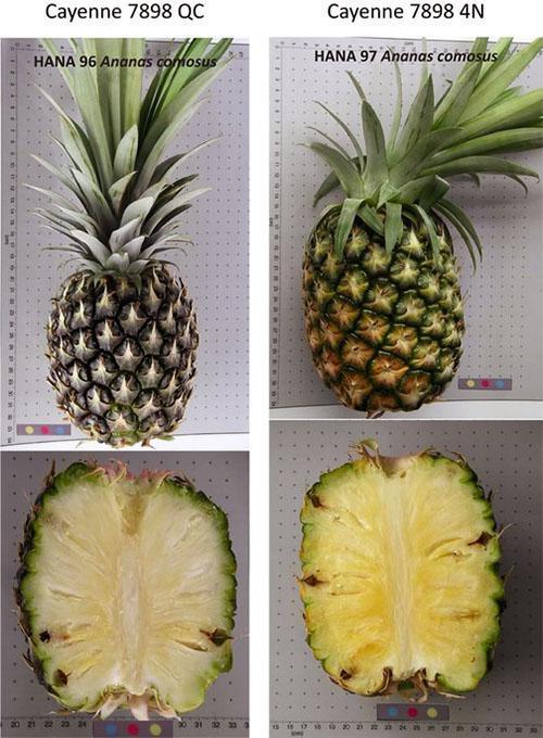 Piña - especies, variedades, frutas exóticas, piña decorativa, foto, video
