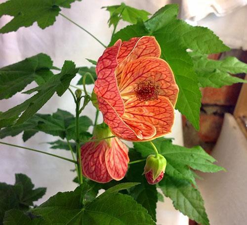 Huone abutilone