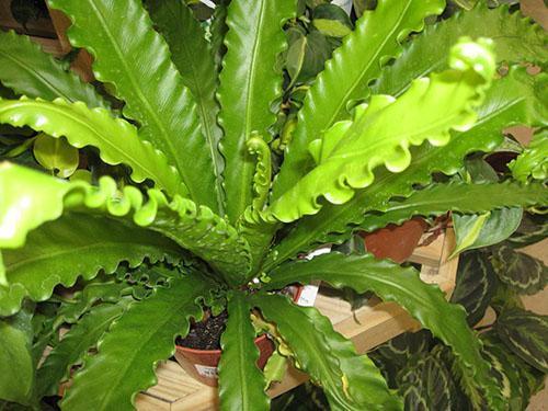Kaunis asplenium kotona