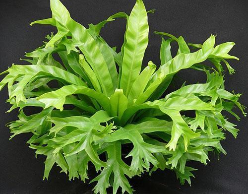 Kaunis asplenium kotona