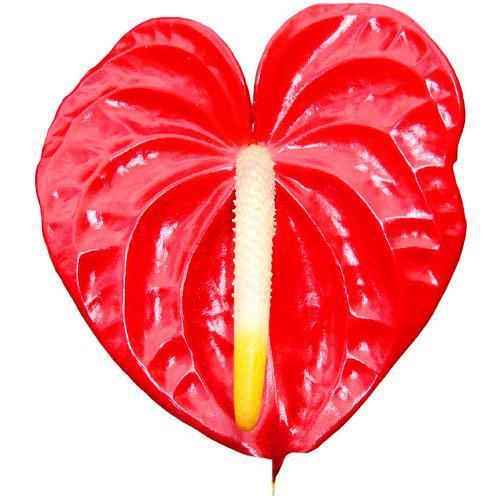 Punainen anthurium