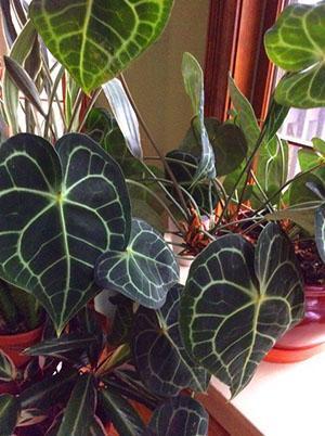 Anthurium-lehdet reagoivat nopeasti mataliin lämpötiloihin