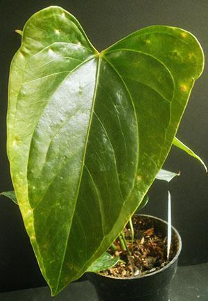 Anthurium-lehdet ovat herkkiä huoneen lämpötilalle, valaistustilalle ja ilman kosteudelle